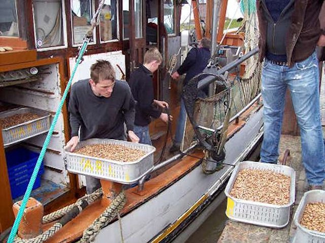 Dangast: un peschereccio carico di gamberetti
