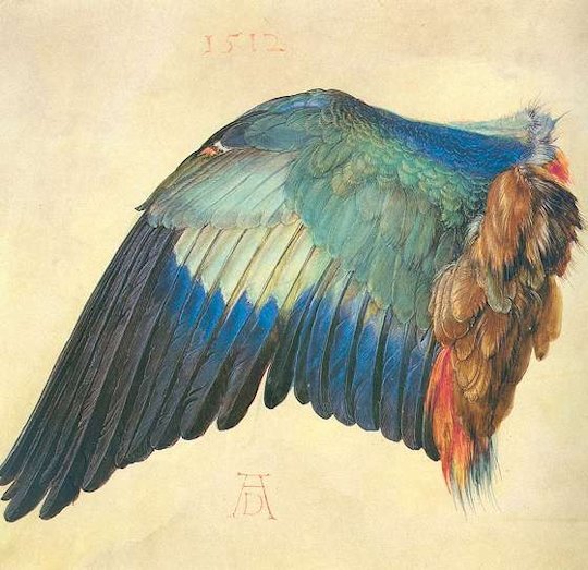 "Ala di uccellino" acquerello di Drer (1512)
