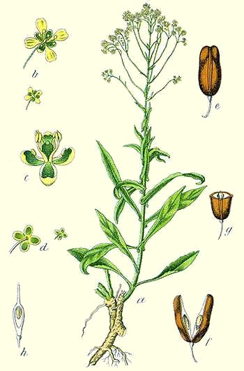 La pianta del guado in un libro botanico del 1796