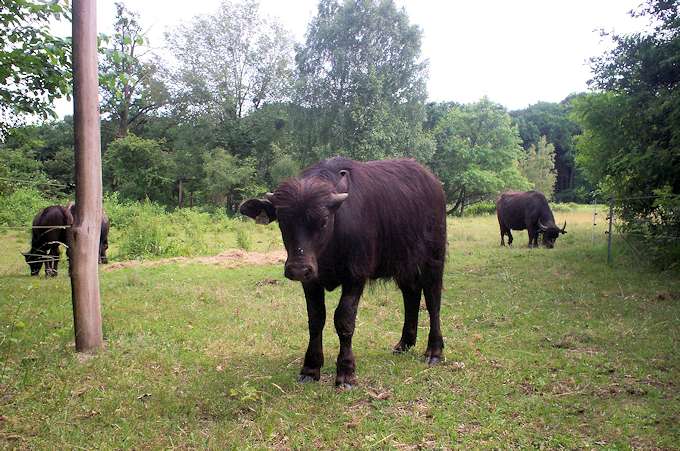 Bufali indiani in un recinto al nord dell'isola (Laichwiese)