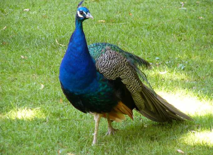 Gli animali nel parco di Schwetzingen