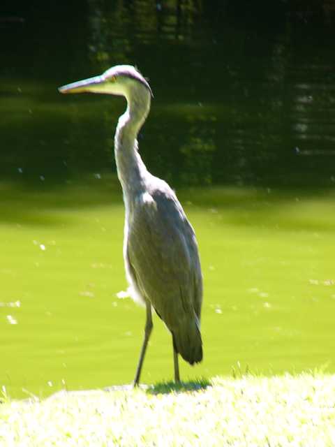 Gli animali nel parco di Schwetzingen