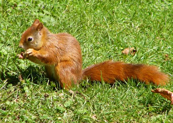 Gli animali nel parco di Schwetzingen