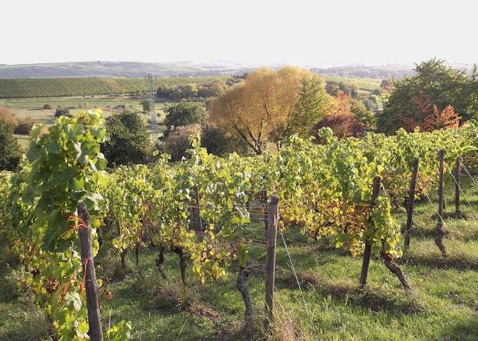 La viticoltura nella zona Rheinhessen
